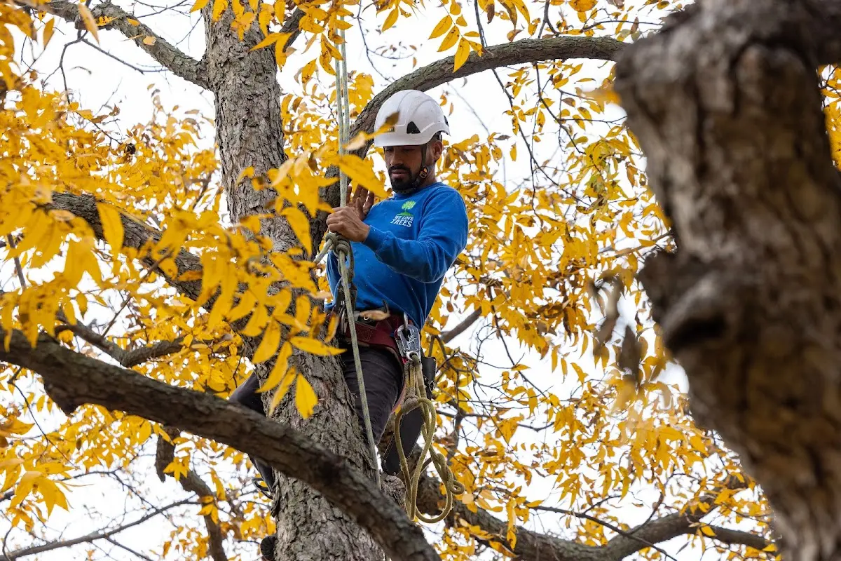 Skilled Storm Damage Cleanup crew working in Surry